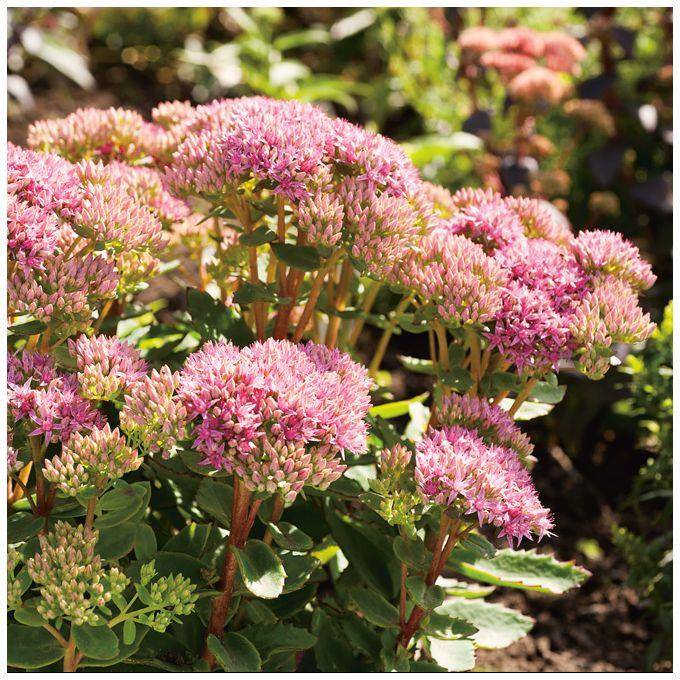 Sedum spectabile carl - Image 2