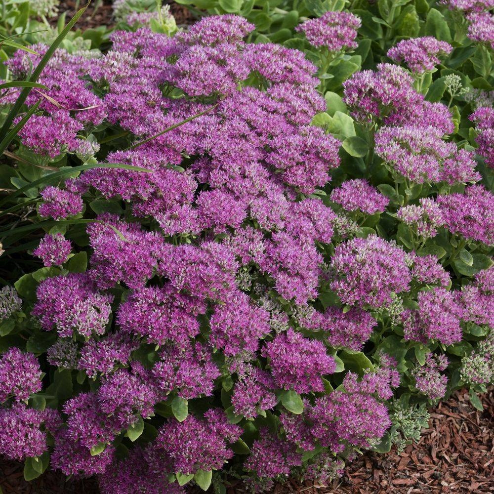Sedum spectabile carl - Image 4