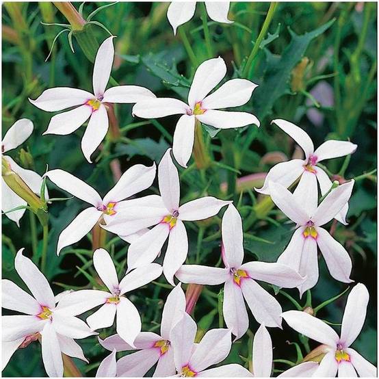 Pratia blanc - Image 1