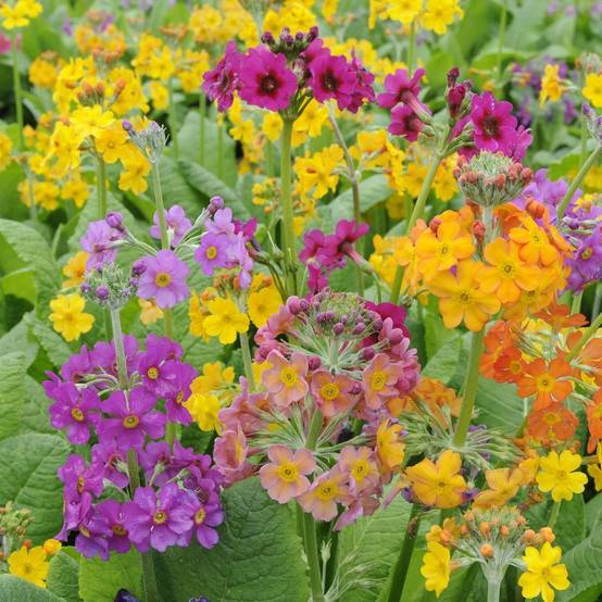 Primula bulleesiana - Image 3