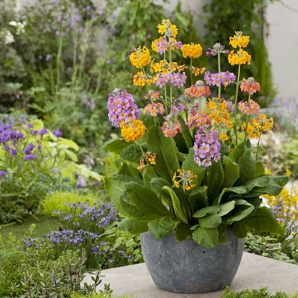 Primula bulleesiana