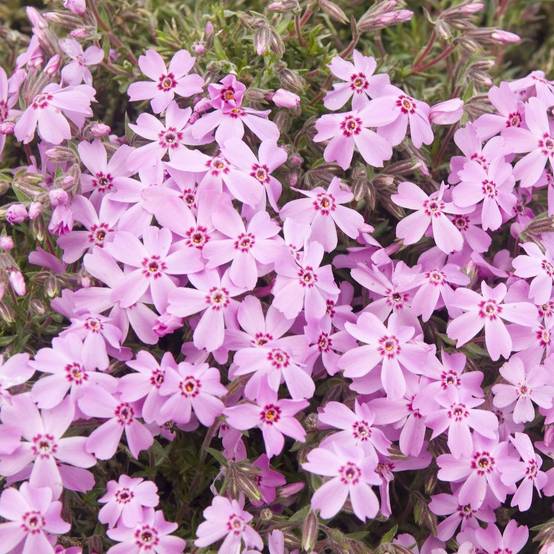 Phlox subulata bonita pink lot de 3