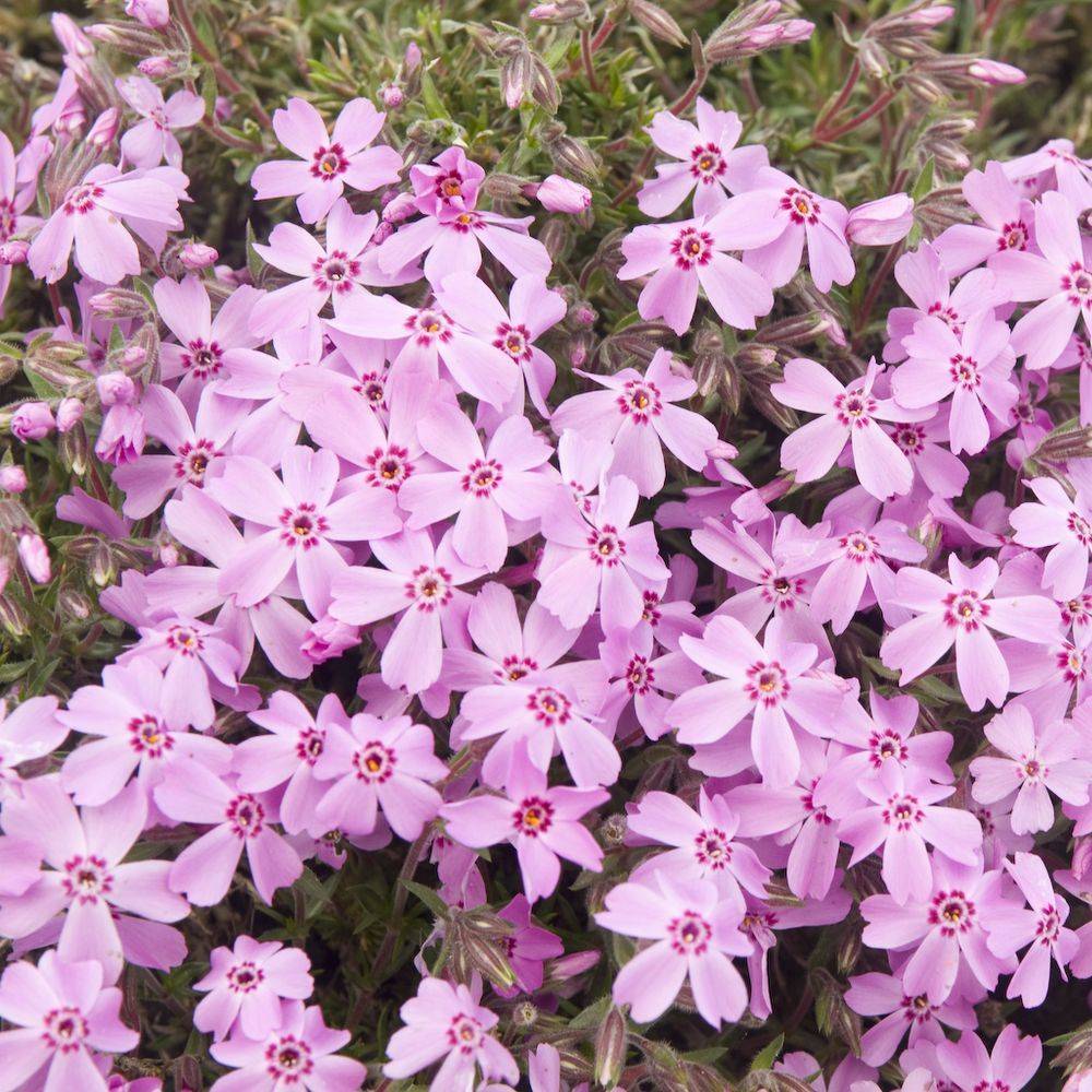 Phlox subulata bonita pink lot de 3