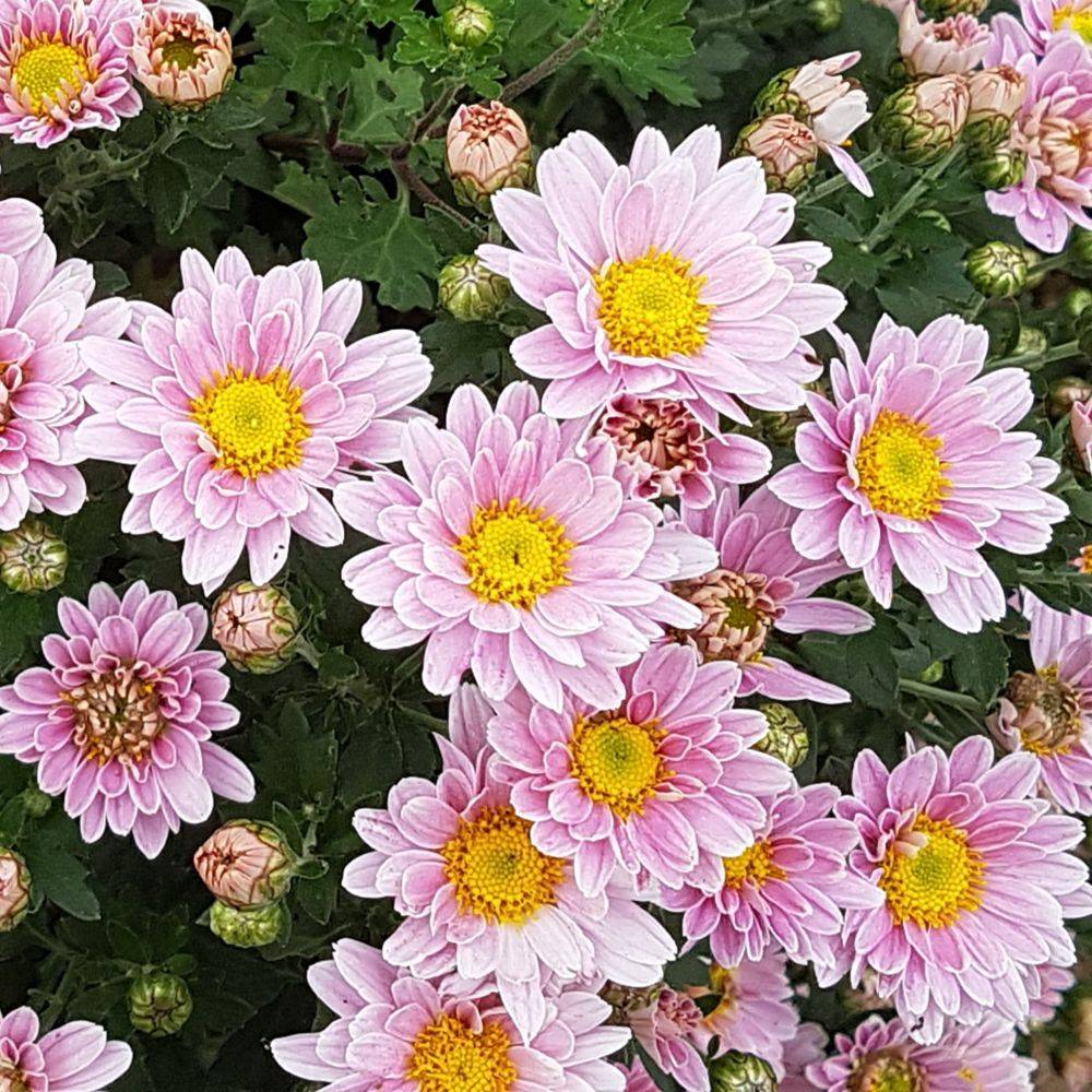 Marguerite d'automne rose 'Arie Elite' lot de 3