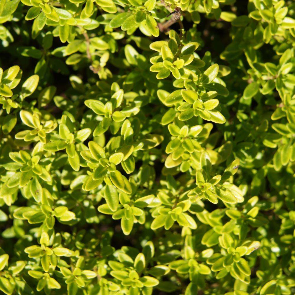 Thym citron doré