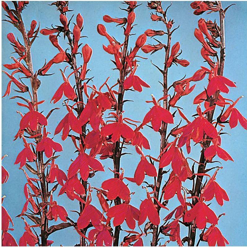 Lobélia cardinalis 'Queen Victoria' - Image 1