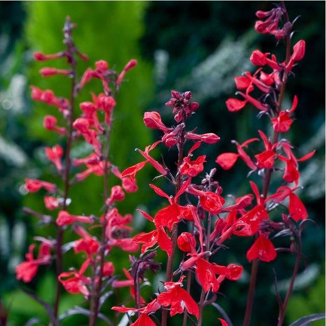 Lobélia cardinalis 'Queen Victoria'