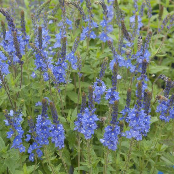 Veronique reine des bleues lot de 3