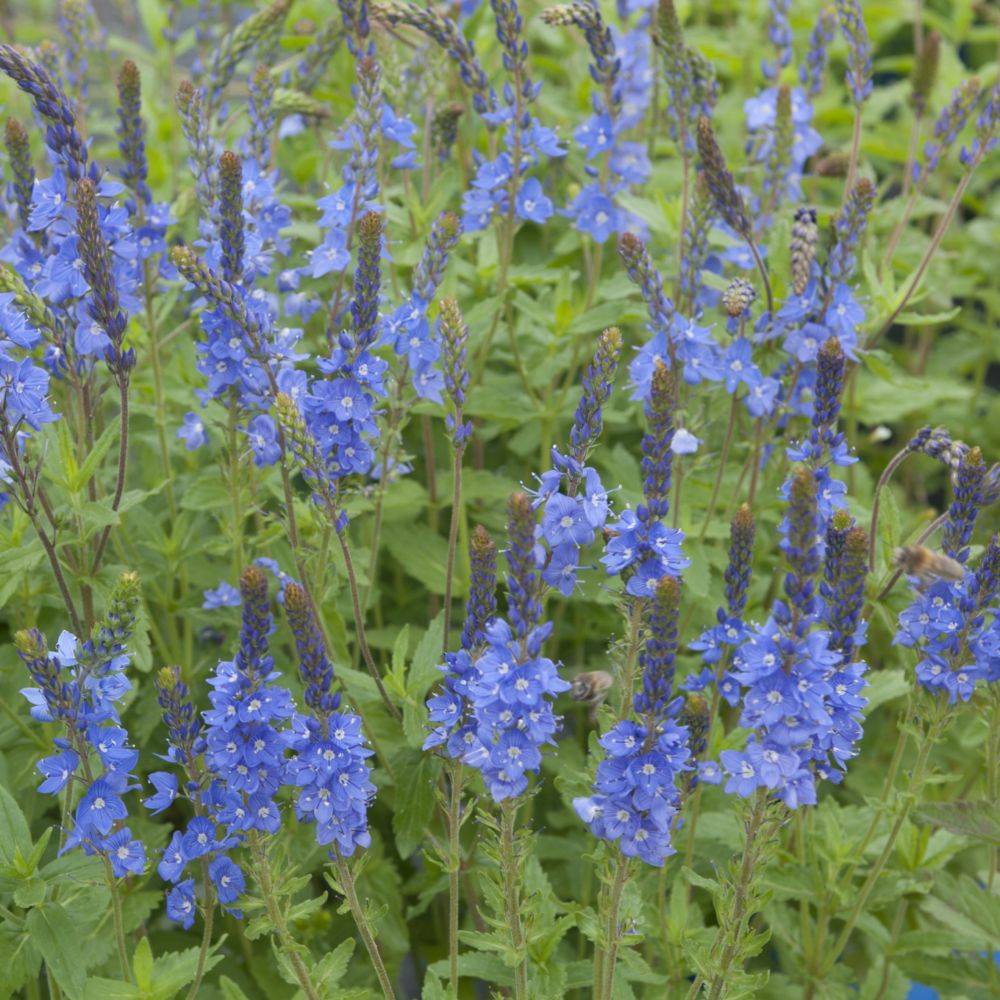 Veronique reine des bleues lot de 3