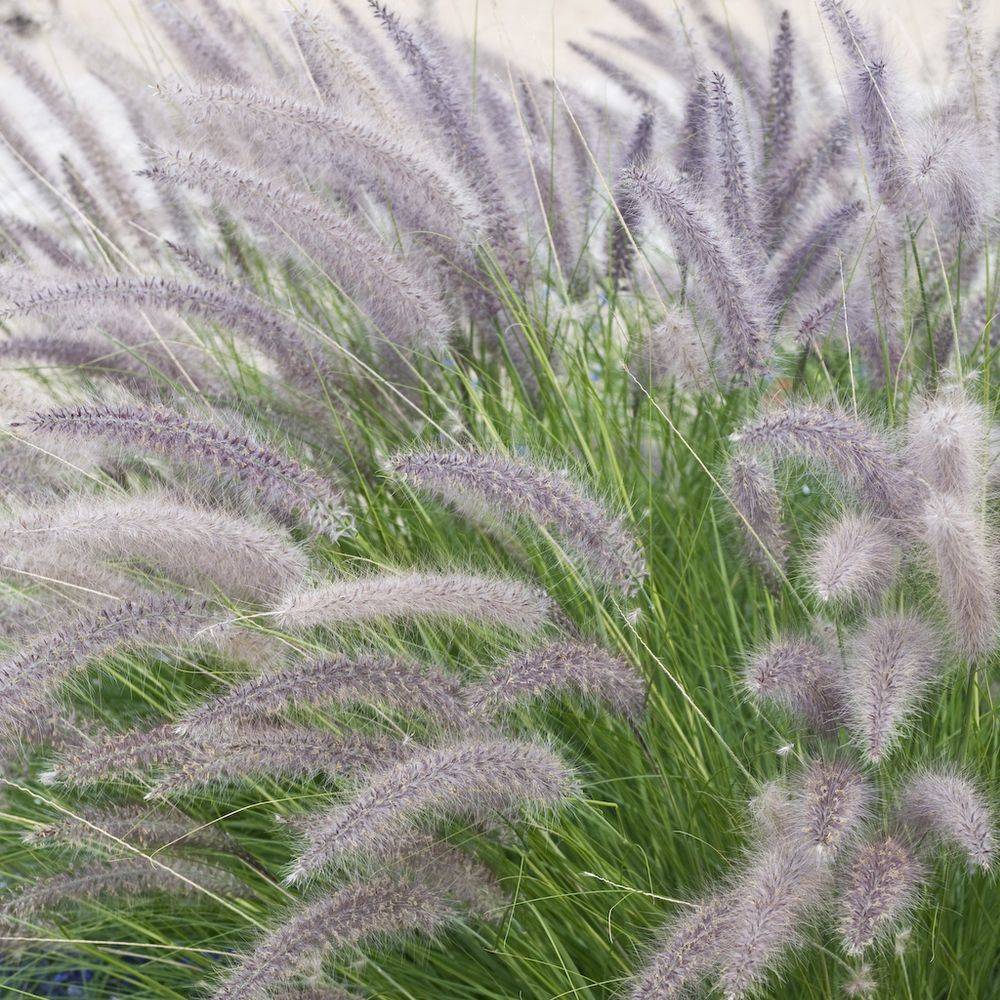Pennisetum orientalis