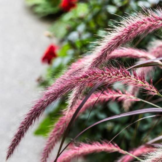 Graminée : Pennisetum pourpre Rubrum lot de 3 - Image 1