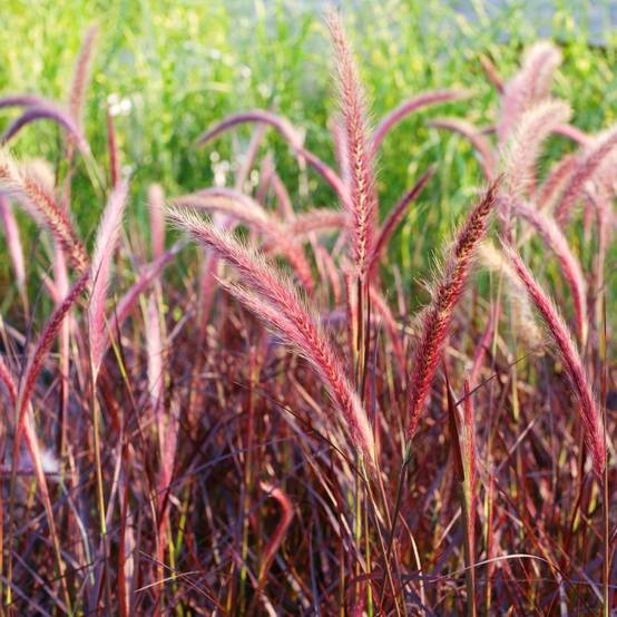 Graminée : Pennisetum pourpre Rubrum lot de 3 - Image 3