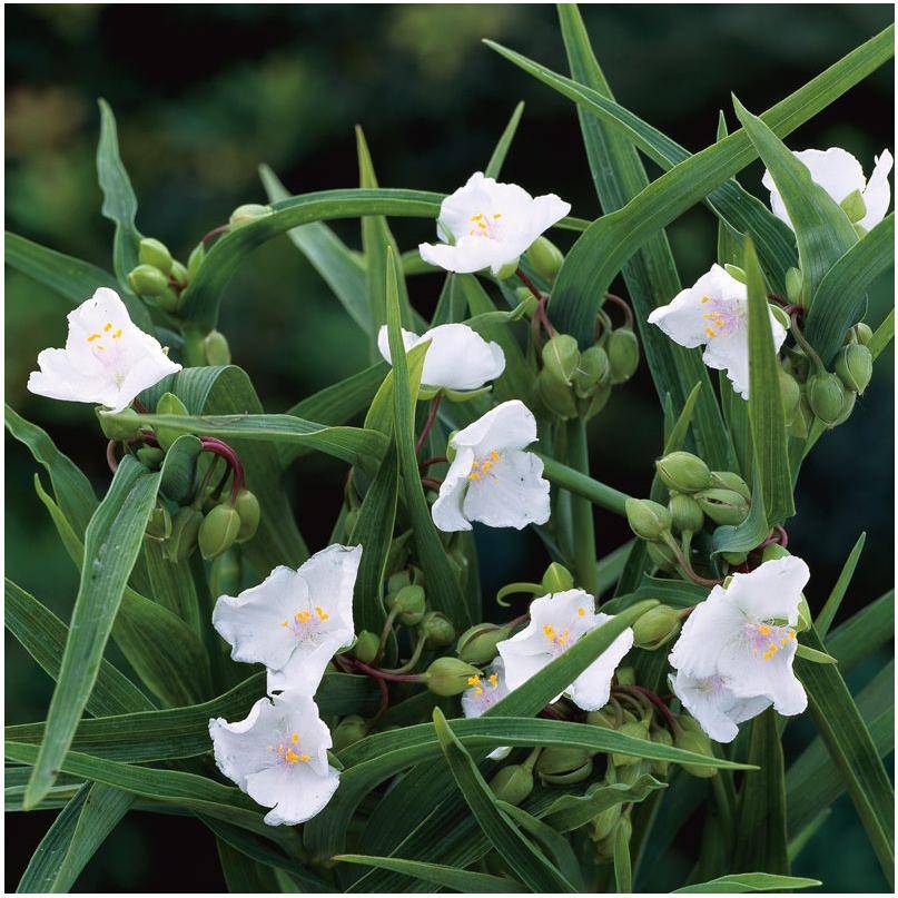 Tradescantia andersoniana blanc lot de 3 - Image 1