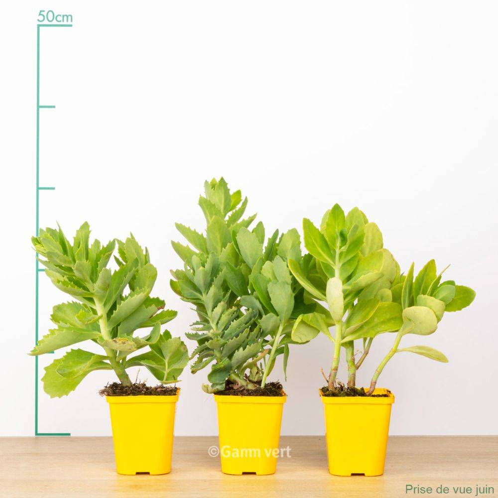 Sedum spectabile brillant lot de 3 - Image 3