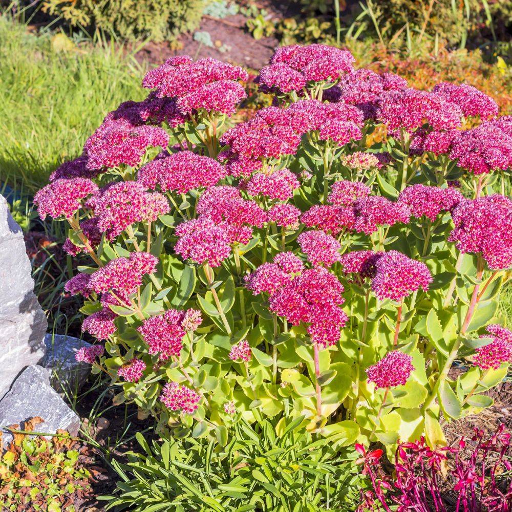 Sedum spectabile brillant lot de 3 - Image 2