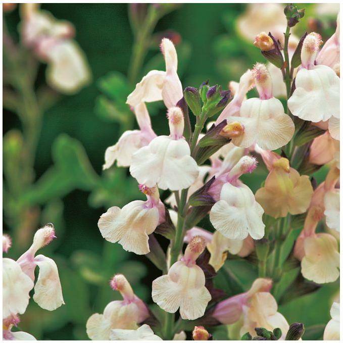 Sauge microphylla Melen ®