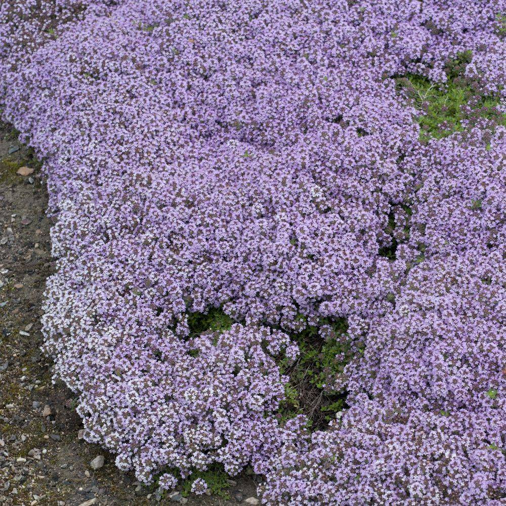 Thym serpolet lot de 3 - Image 1