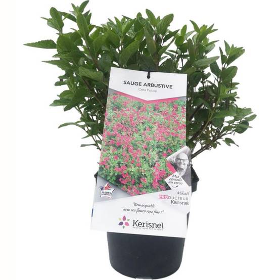 SALVIA microphylla 'Cera potosi' en pot de 4 litres rond carré - Image 1