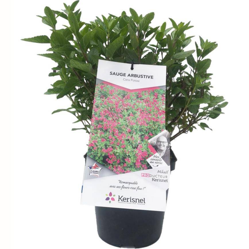 SALVIA microphylla 'Cera potosi' en pot de 4 litres rond carré