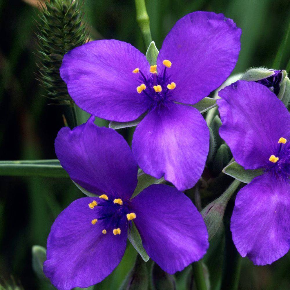 Tradescantia andersoniana violet lot de 3