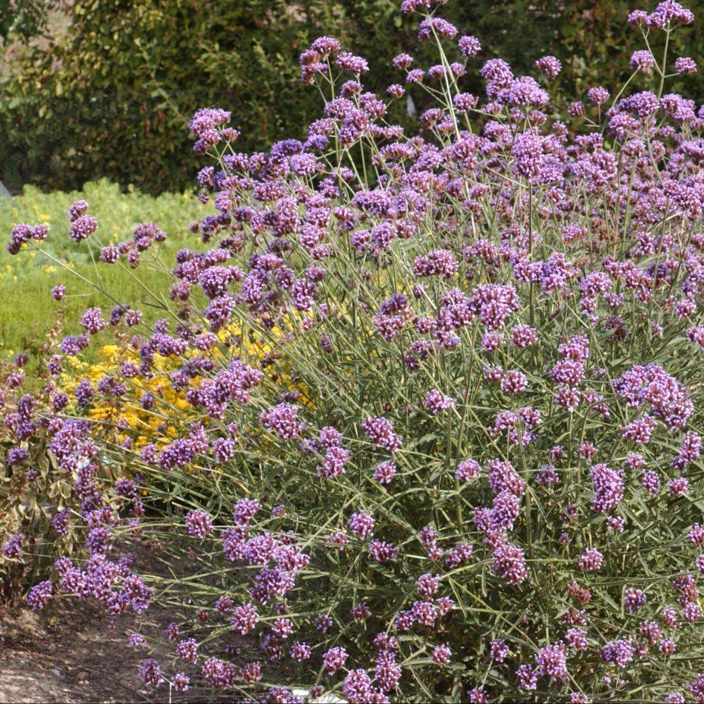 Verveine de Buenos Aires lot de 3 - Image 5