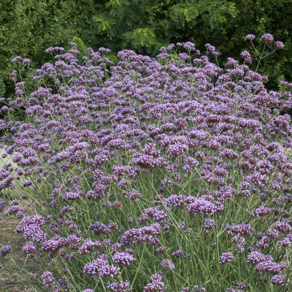 Verveine de Buenos Aires lot de 3 - Image 6