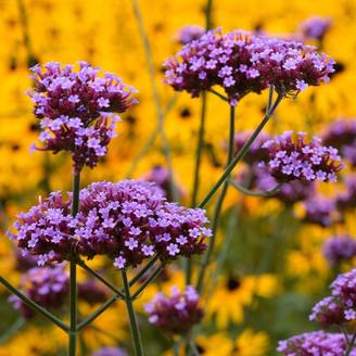 Verveine de Buenos Aires lot de 3