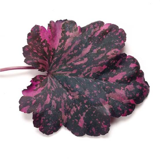 Heuchère 'Midnight Rose'® - Image 2