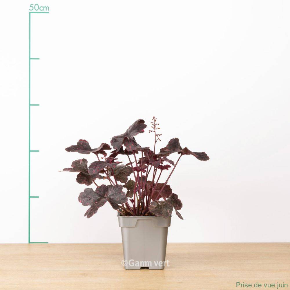 Heuchère 'Midnight Rose'® - Image 4