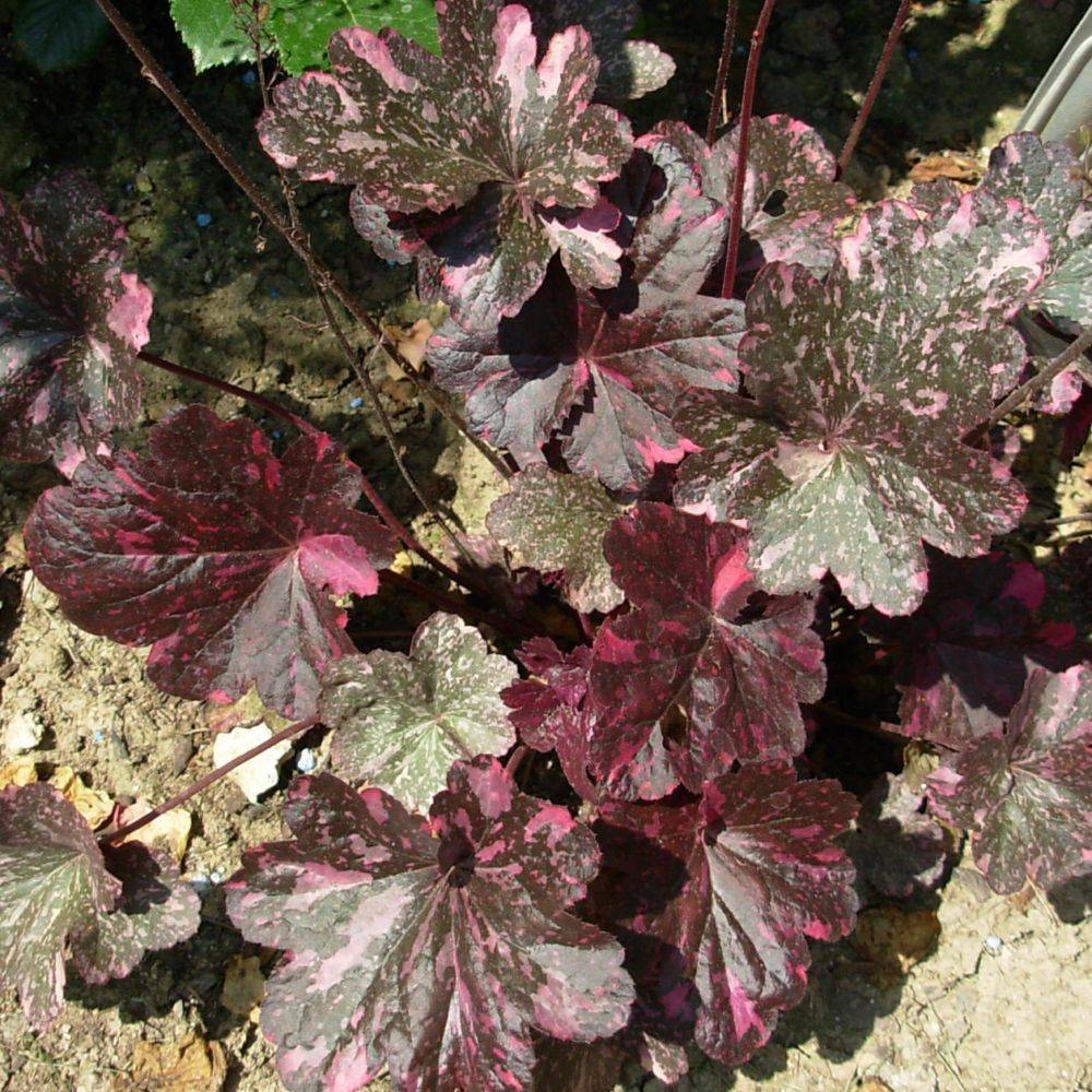 Heuchère 'Midnight Rose'® - Image 5