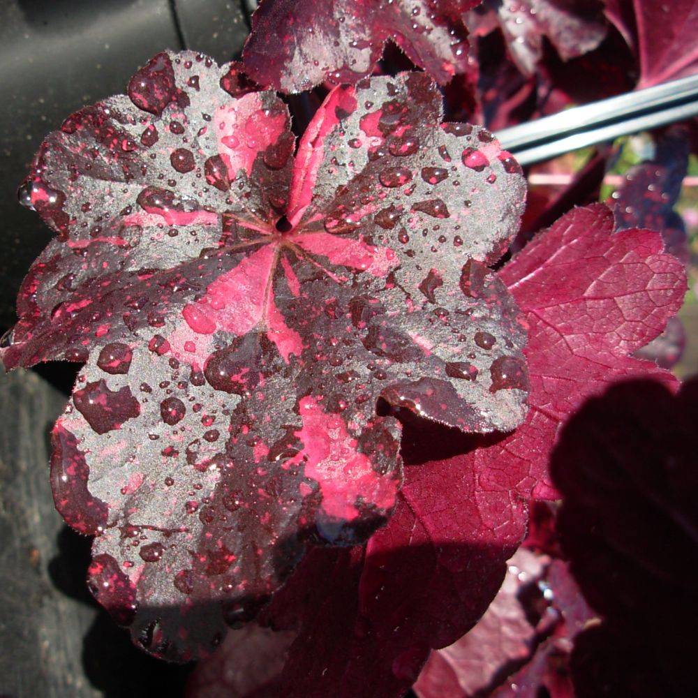 Heuchère 'Midnight Rose'® - Image 3