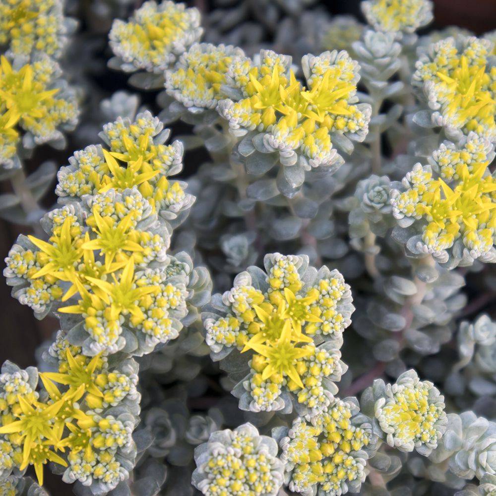 Sedum spathulifolium Cape Blanco lot de 3 - Image 4