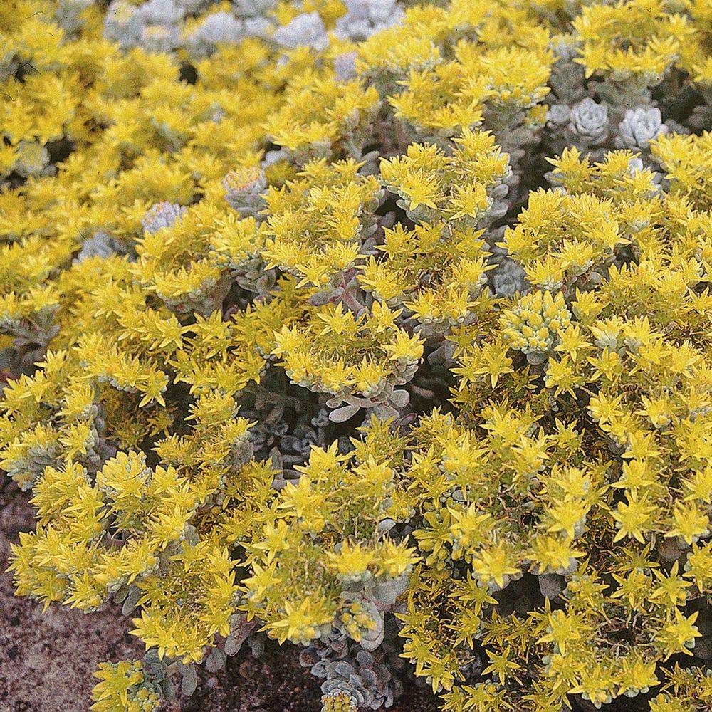 Sedum spathulifolium Cape Blanco lot de 3 - Image 2
