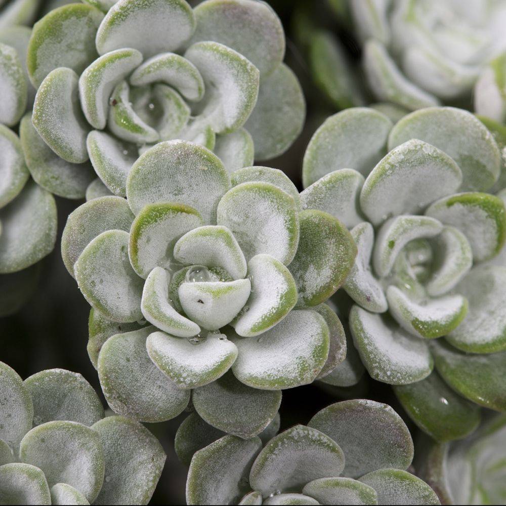 Sedum spathulifolium Cape Blanco lot de 3 - Image 1