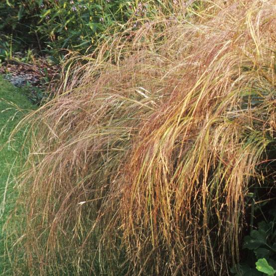 Stipa arundinacea - Image 2