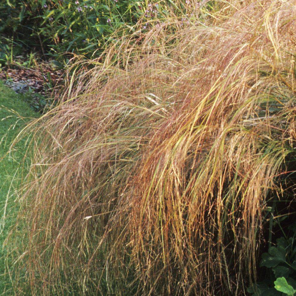 Stipa arundinacea - Image 2