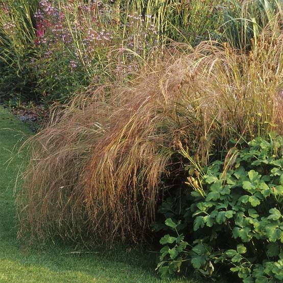 Stipa arundinacea - Image 1