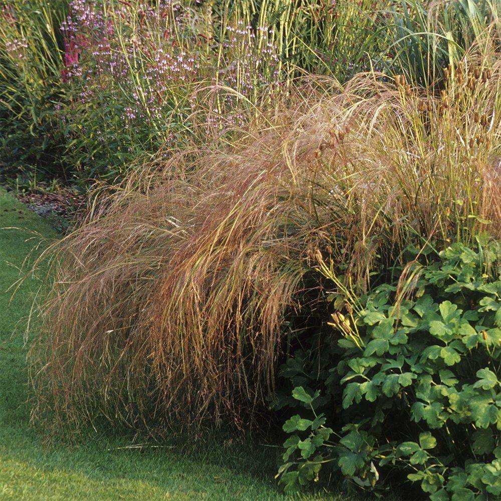 Stipa arundinacea - Image 1