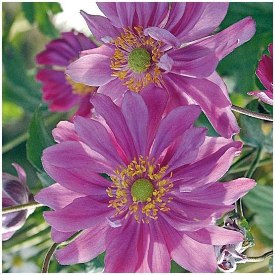 Anemone du japon semi double rose fonce lot de 3