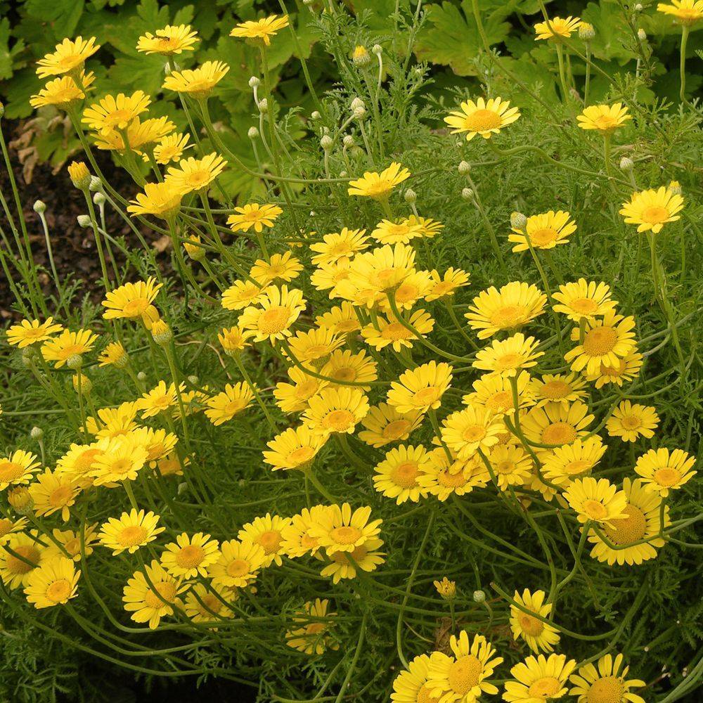 Anthemis tinctoria kelwayi - Image 2