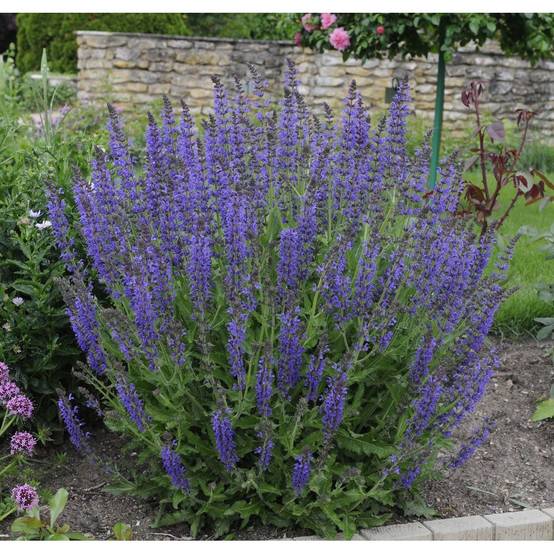 Sauge Reine des Bleues - Salvia superba lot de 3 - Image 2