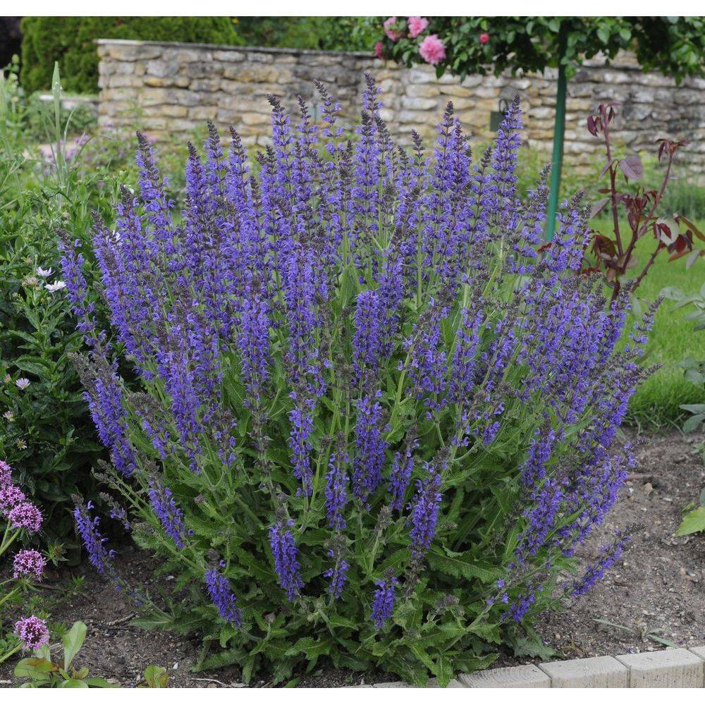 Sauge Reine des Bleues - Salvia superba lot de 3 - Image 1