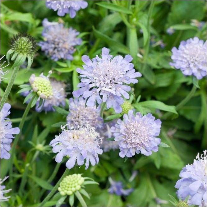 Scabieuse des alpes 'Ritz Blue'