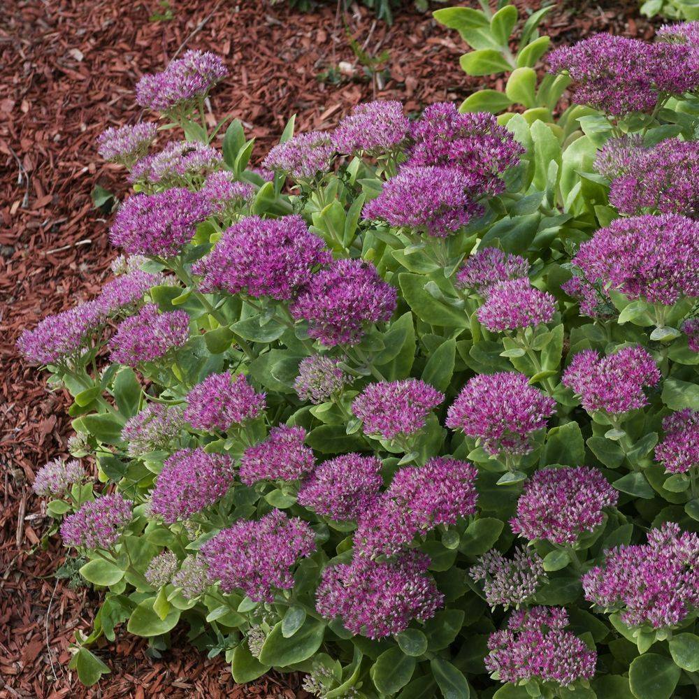 Sedum spectabile 'Brillant'