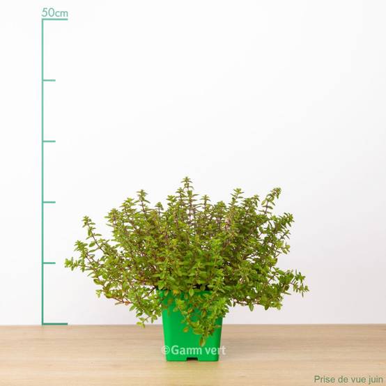 Thym serpolet - Image 2