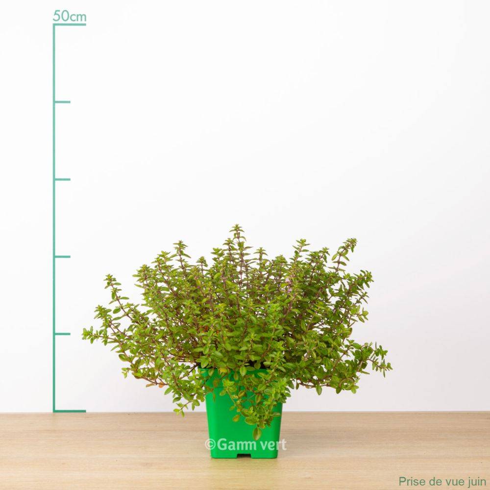 Thym serpolet - Image 2