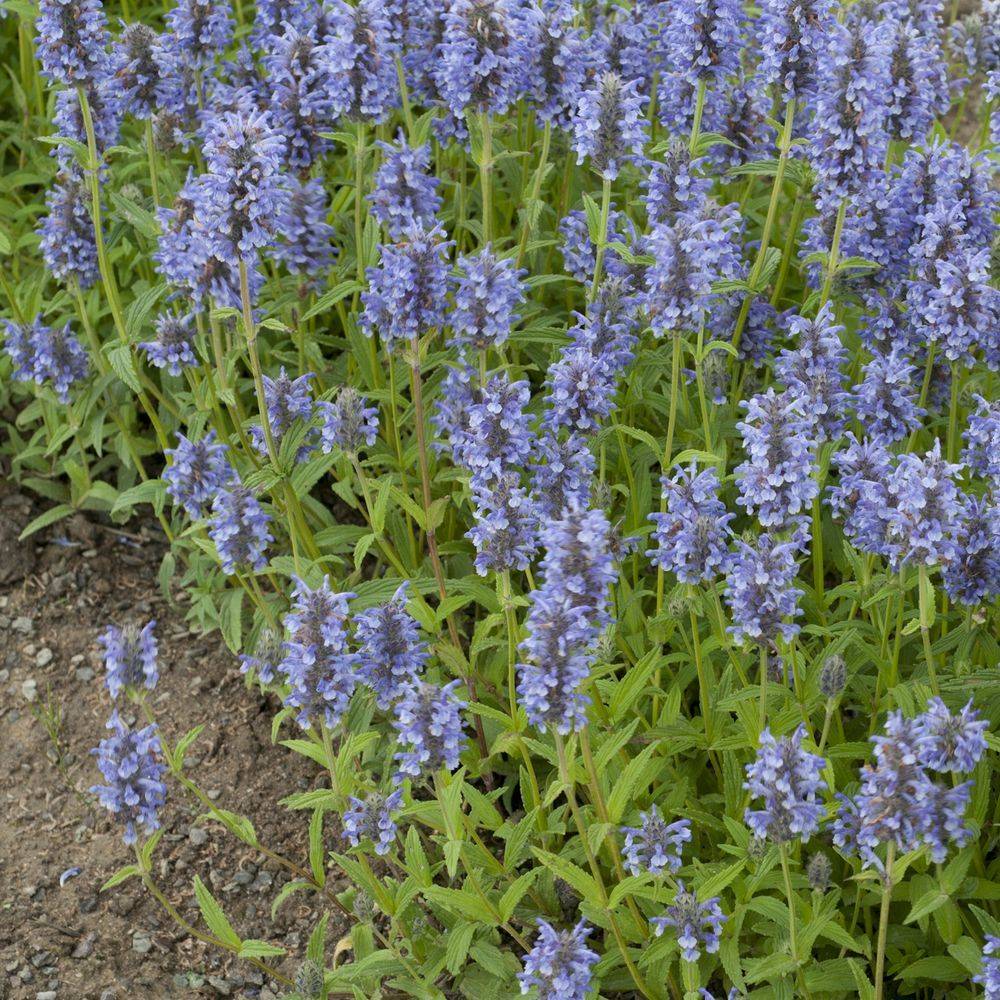 Nepeta nervosa lot de 3