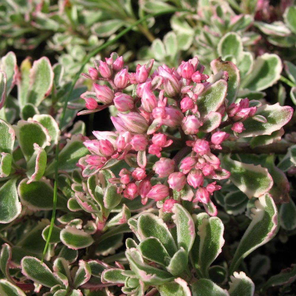 Sedum spurium variegatum tricolor lot de 3