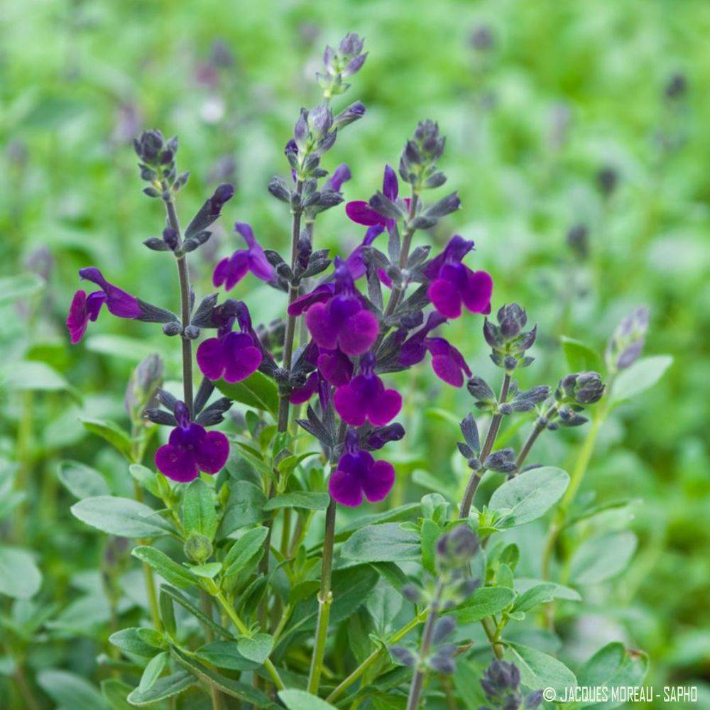 Sauge Violette de Loire lot de 3 - Image 1