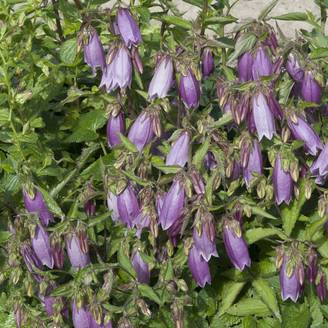 Campanula takesimana elisabeth